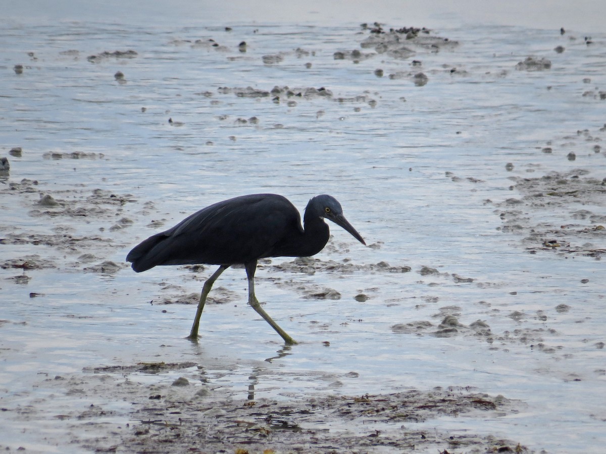 Pacific Reef-Heron - ML219544951