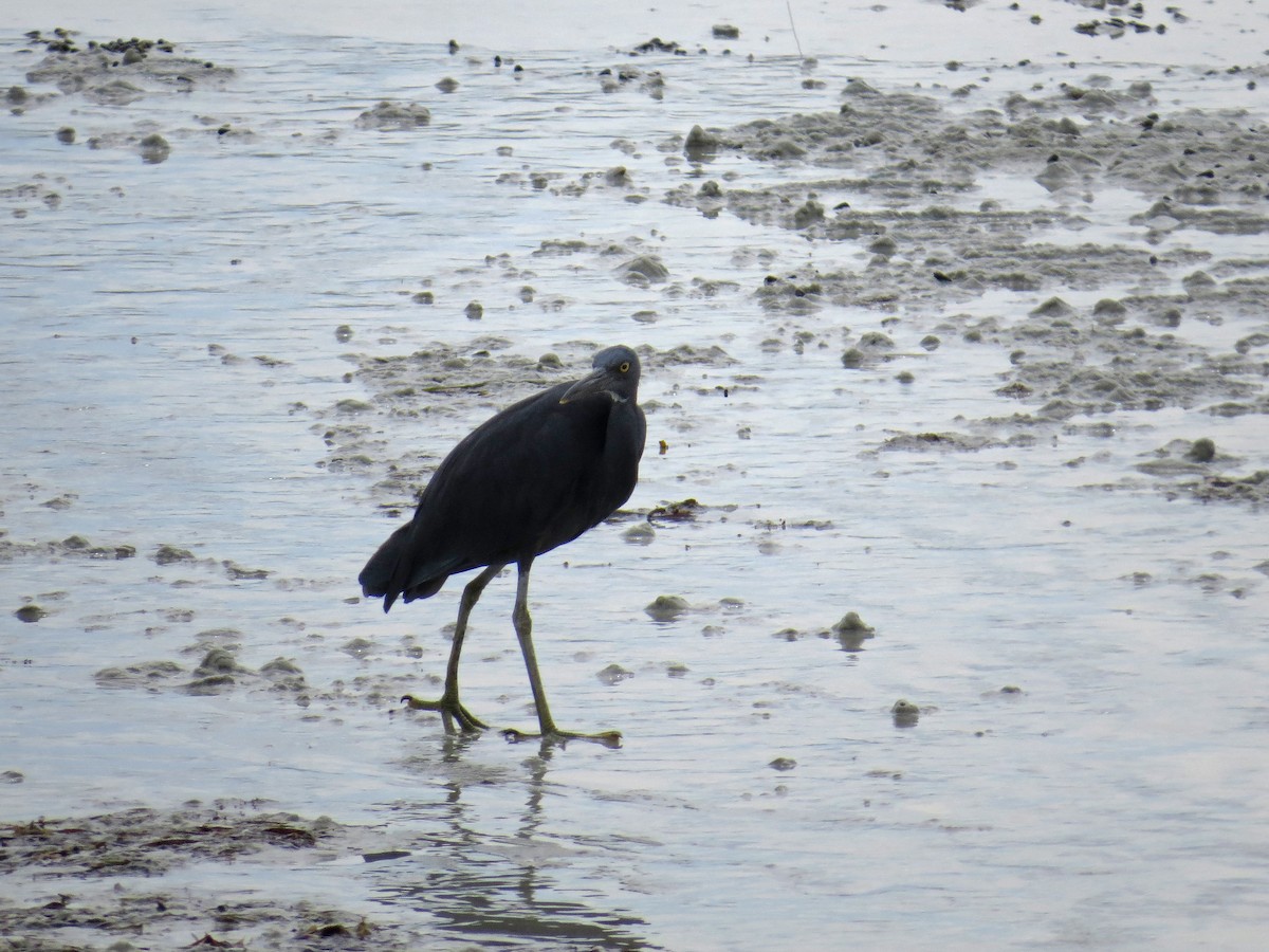 Pacific Reef-Heron - ML219544961