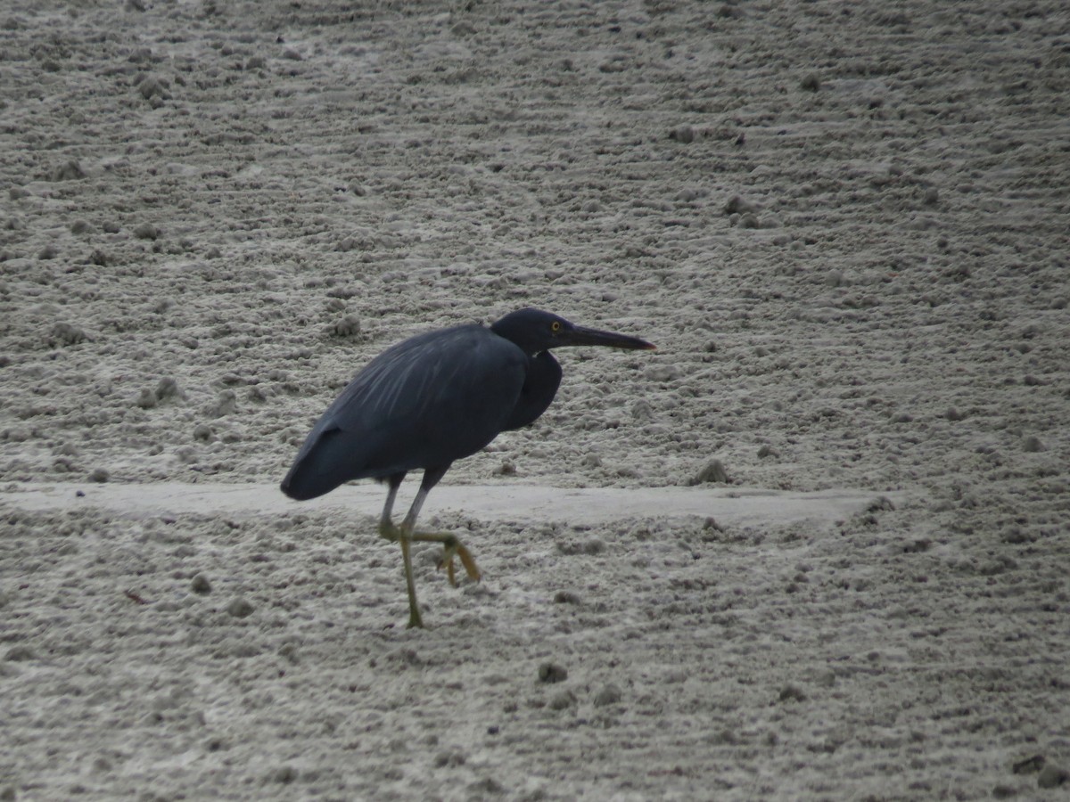 Pacific Reef-Heron - ML219544971