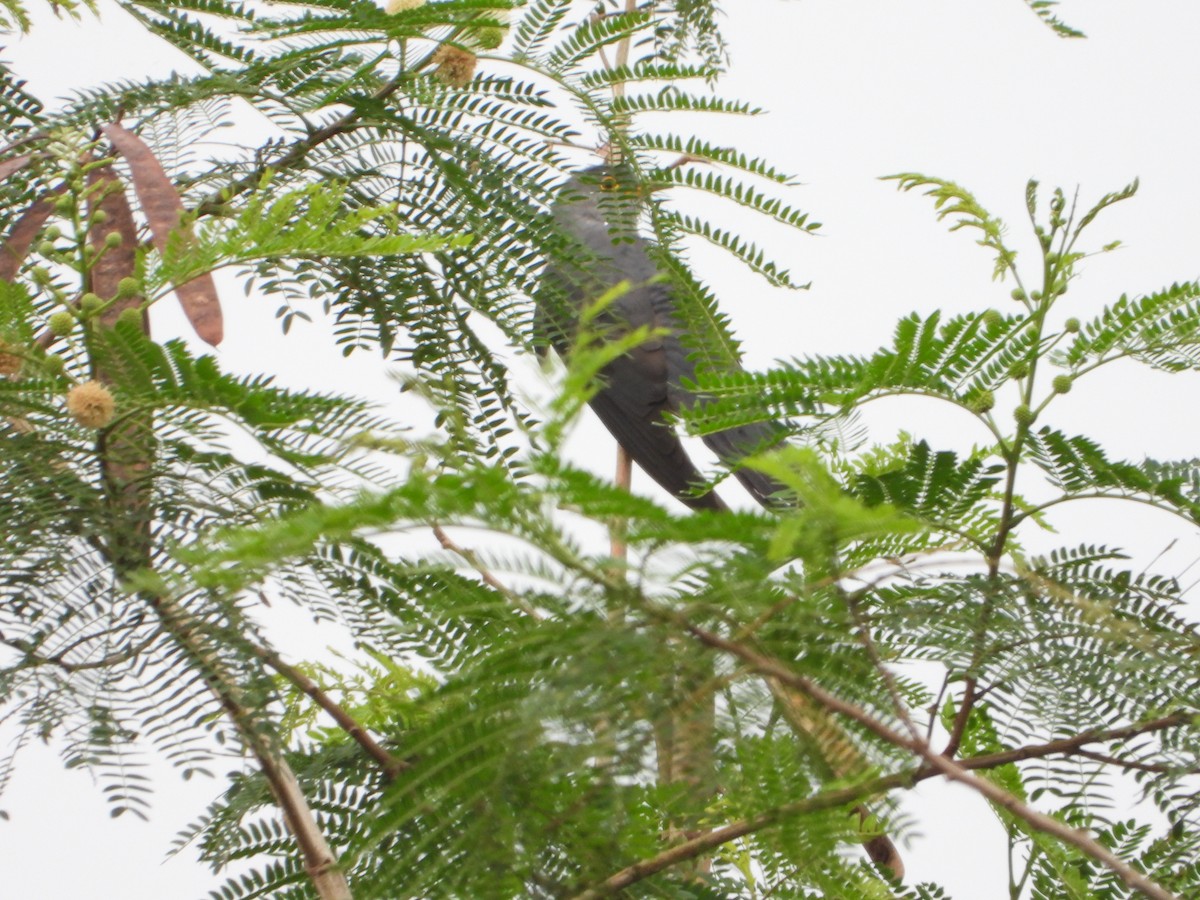 Oriental Cuckoo - 勵強 施