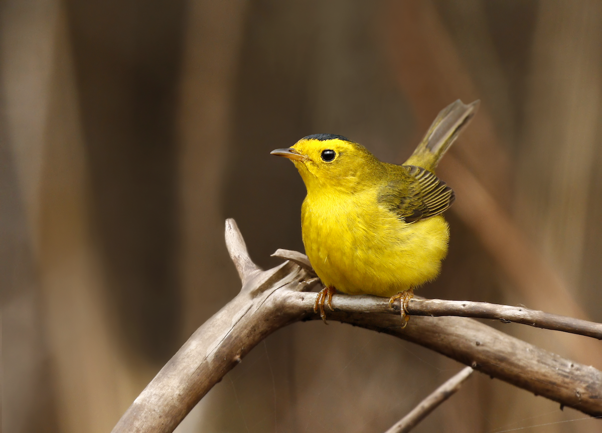 Wilson's Warbler - ML219546651