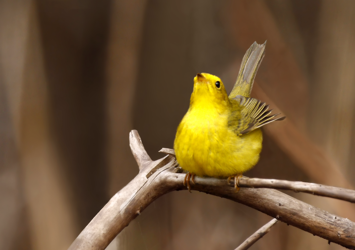 Wilson's Warbler - ML219546661