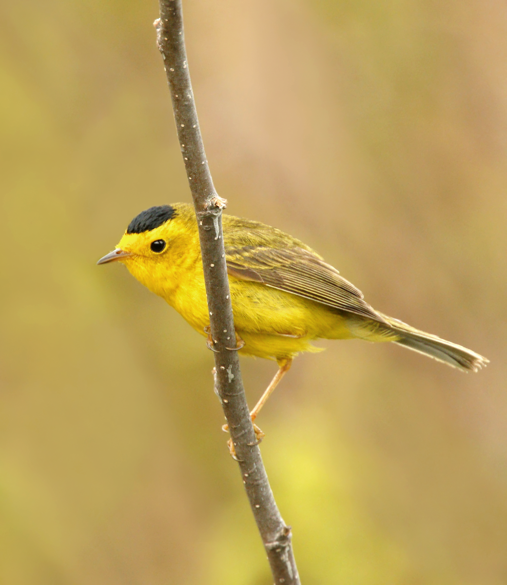Wilson's Warbler - ML219546711