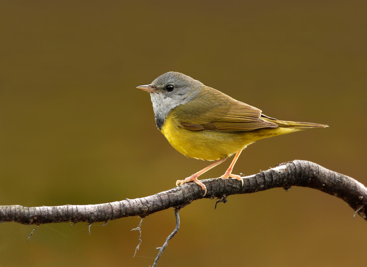 Mourning Warbler - ML219547041