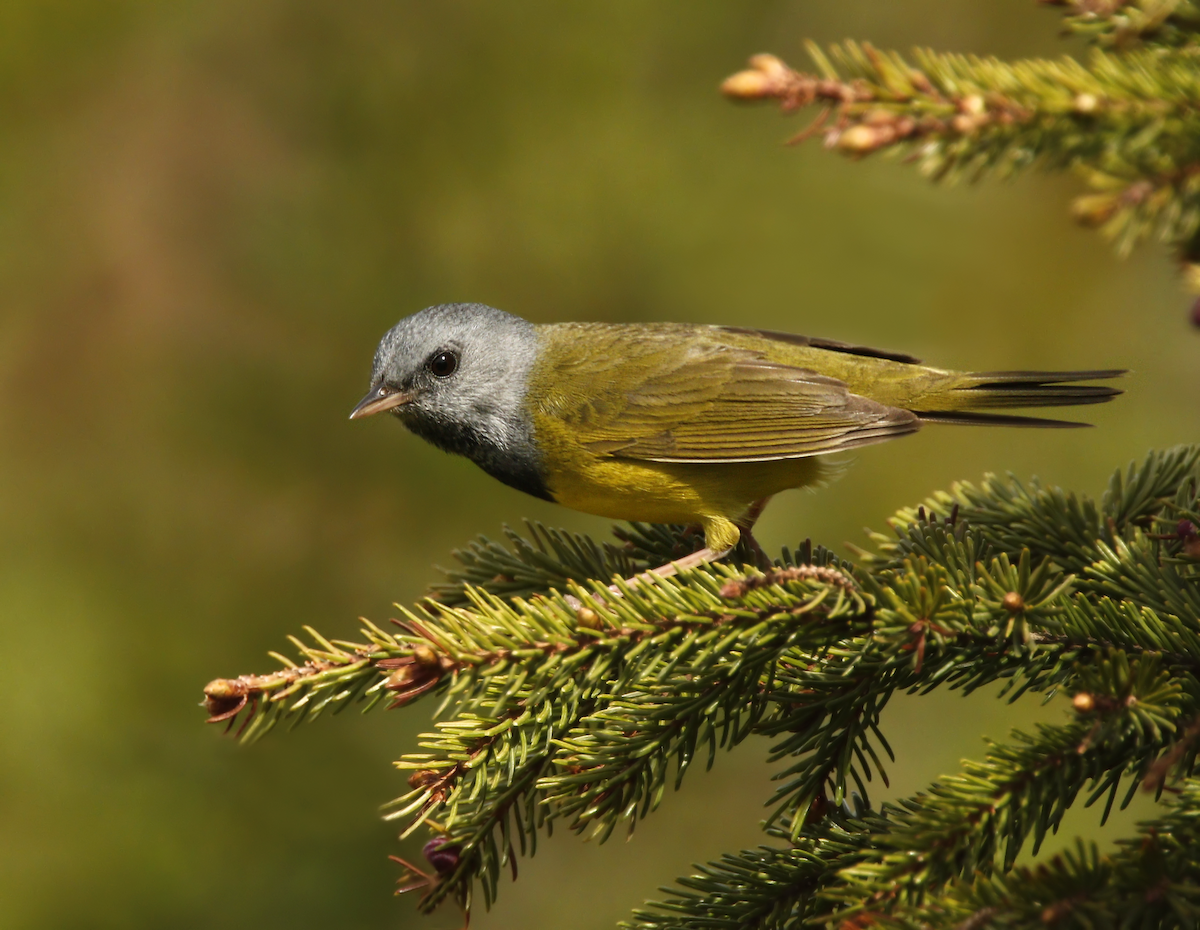 Mourning Warbler - ML219547091