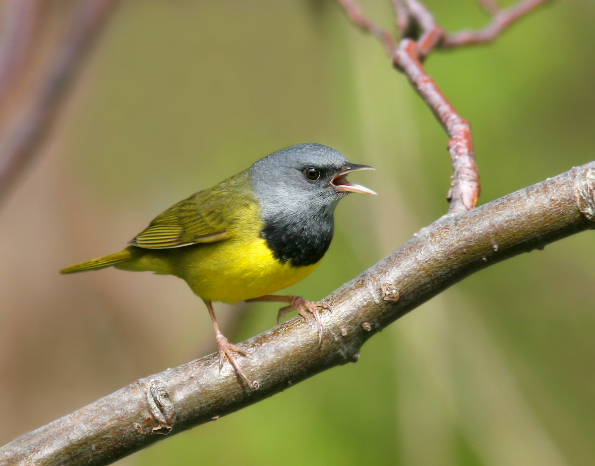 Mourning Warbler - ML219547131