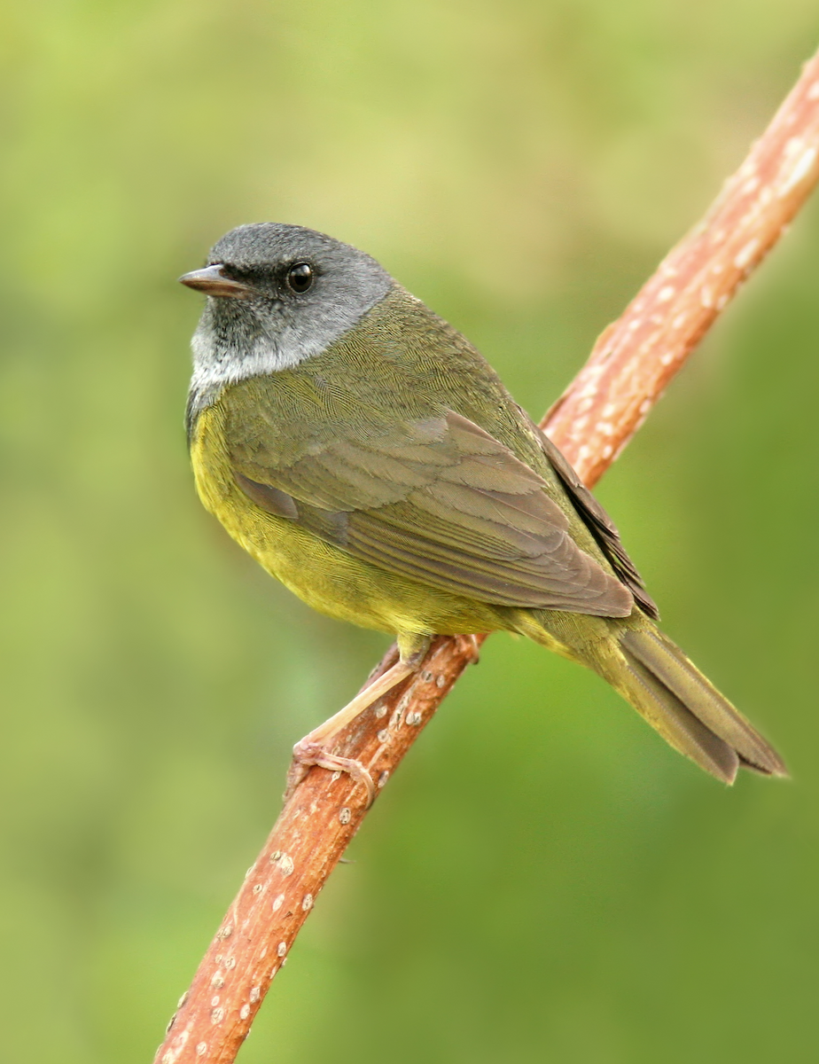 Mourning Warbler - ML219547211