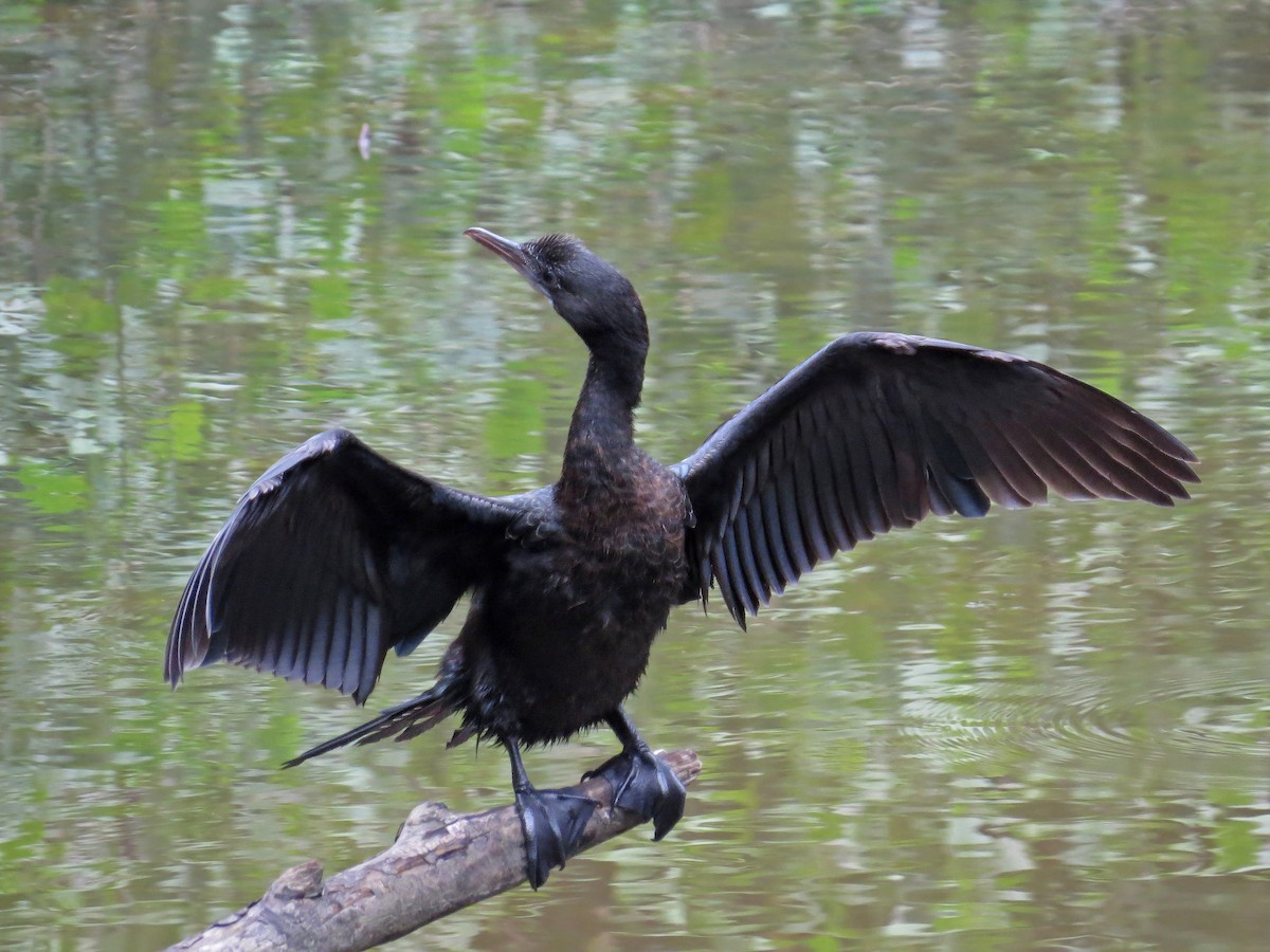 Little Cormorant - ML219547261