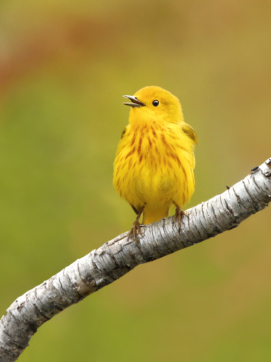 Northern Yellow Warbler - ML219547341