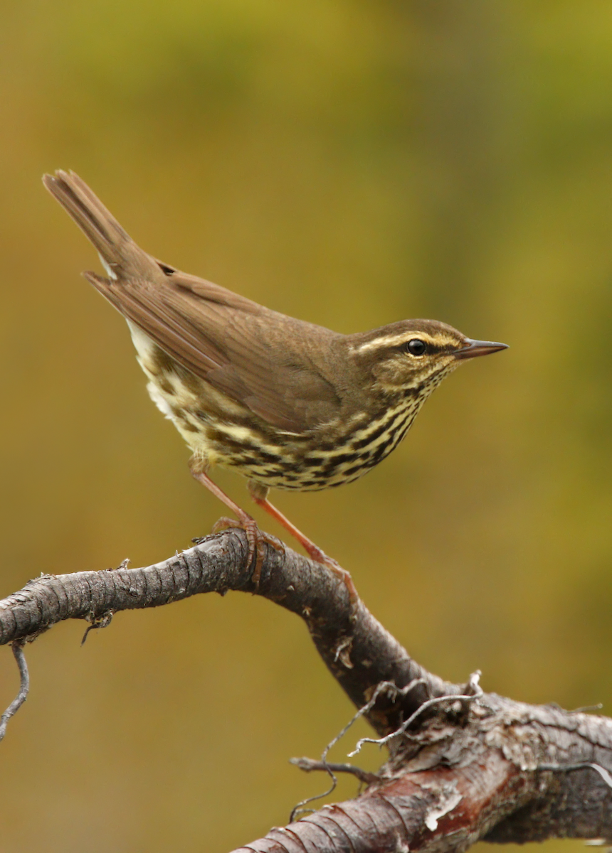 Northern Waterthrush - ML219547661