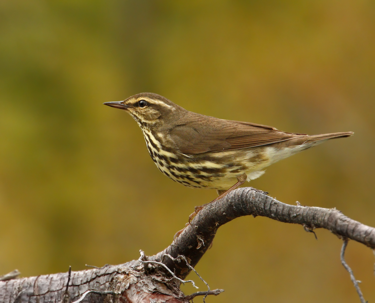 Northern Waterthrush - ML219547681