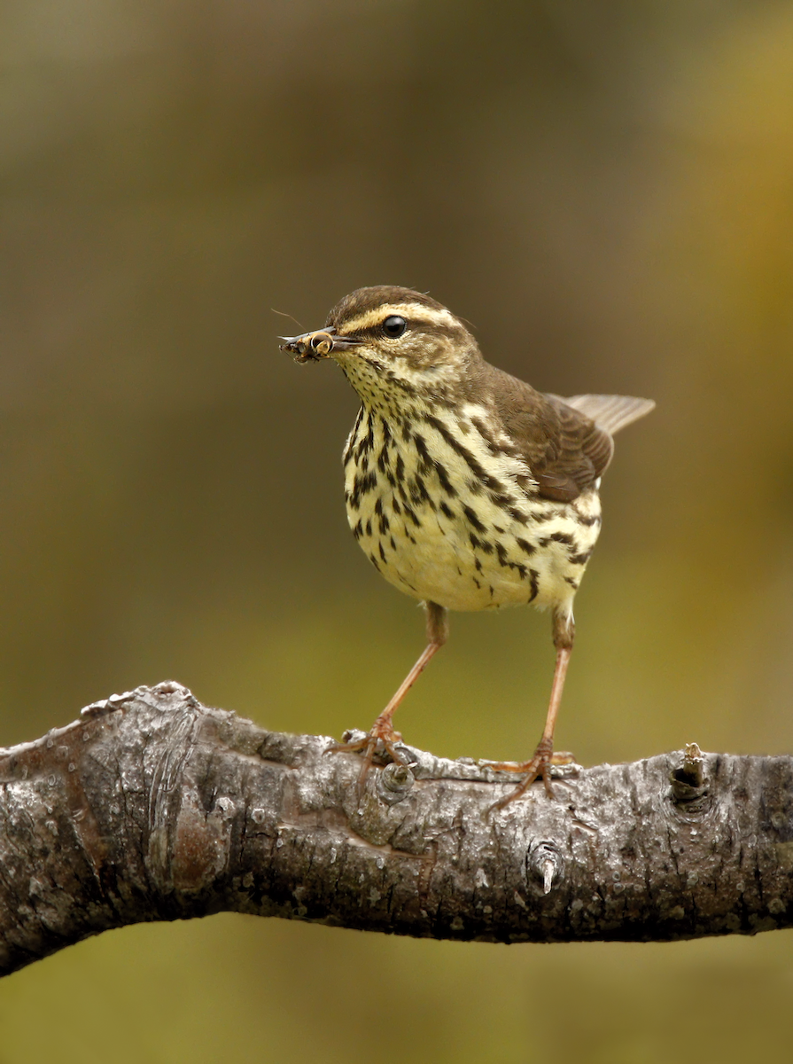 Northern Waterthrush - ML219547691