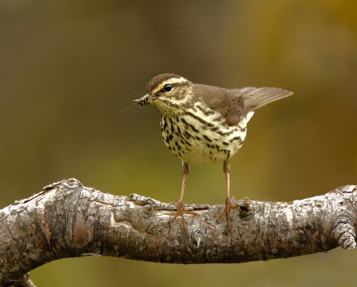 Northern Waterthrush - ML219547701