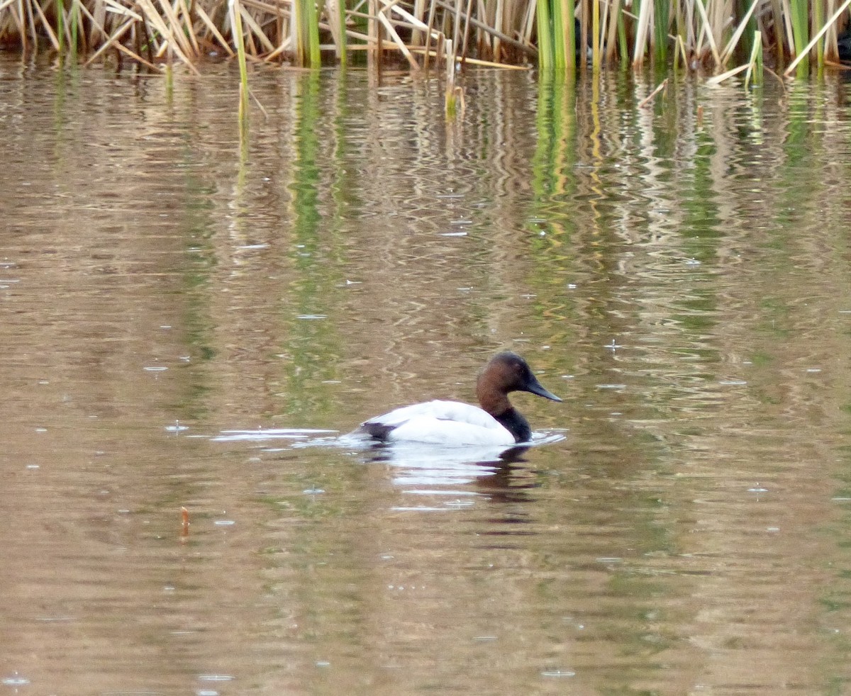 Canvasback - ML21954801