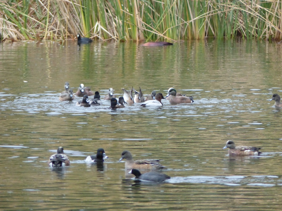 Canvasback - ML21954821