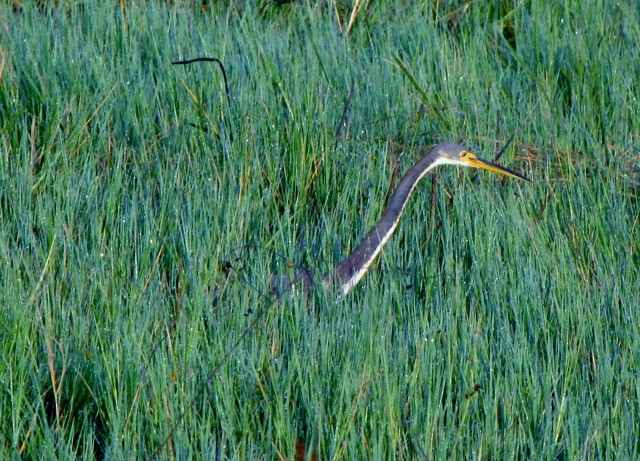 Tricolored Heron - Sharon Wilcox