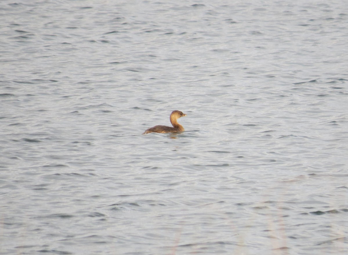 Pied-billed Grebe - ML219550271