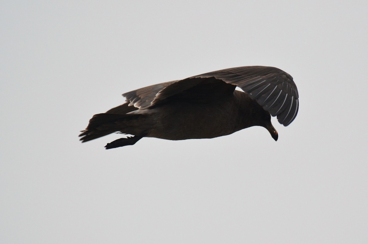 Heermann's Gull - ML219551261