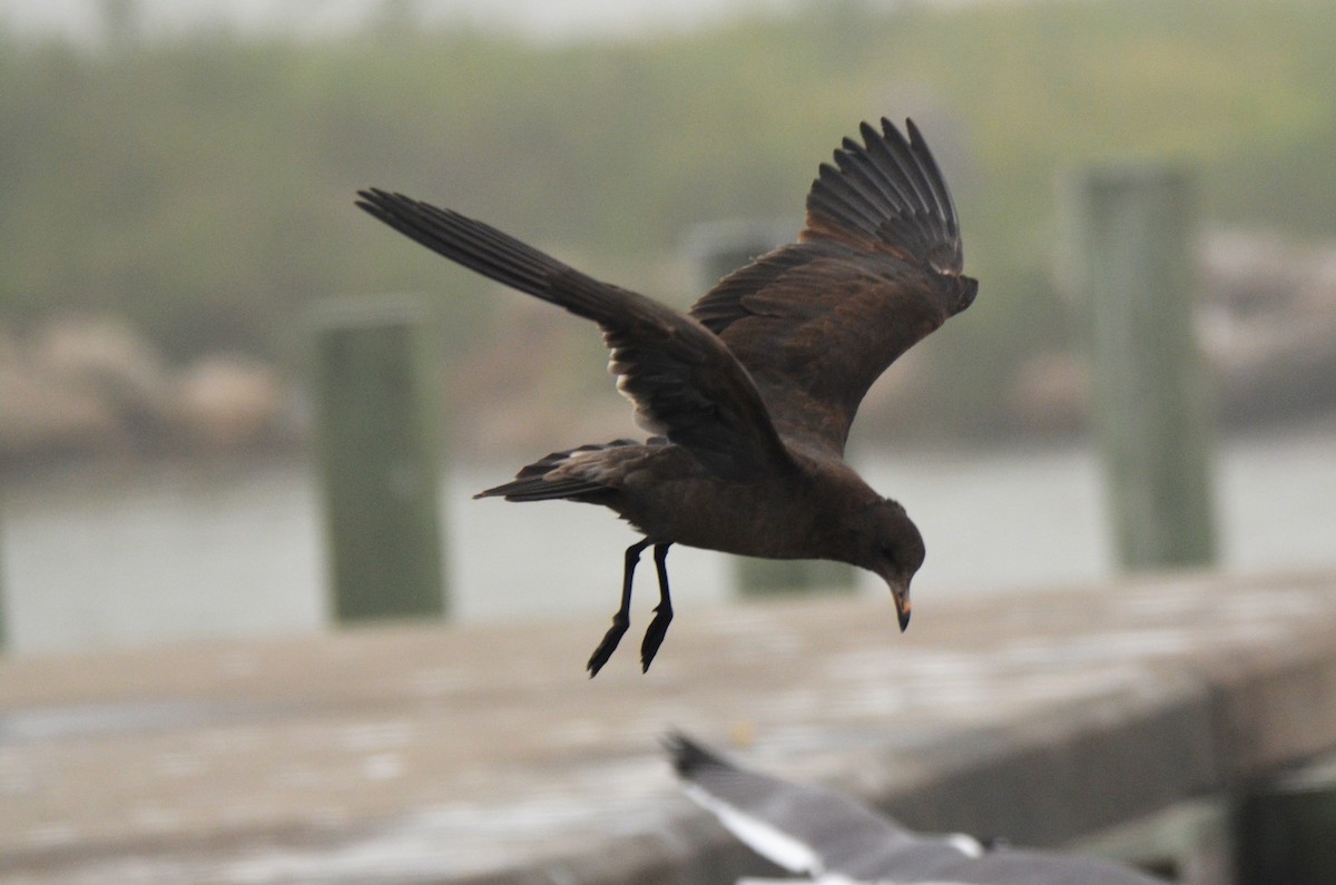 Heermann's Gull - ML219551341