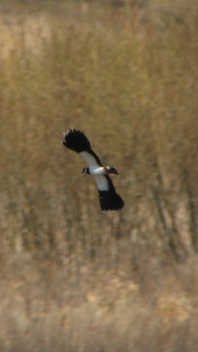 Northern Lapwing - Anonymous