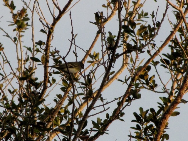 Mavi Başlı Vireo - ML21955171