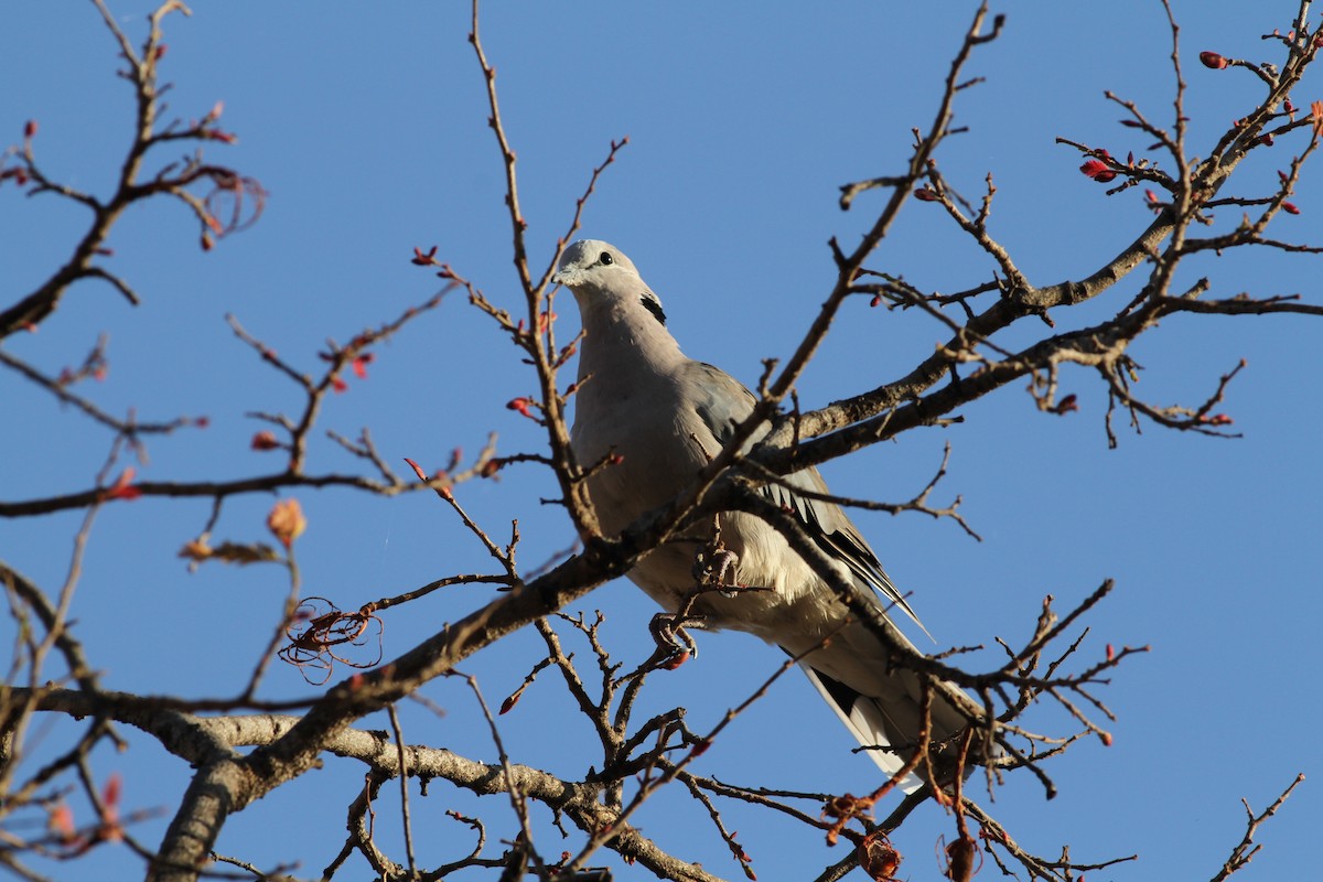 Ring-necked Dove - Anabel&Geoff Harries