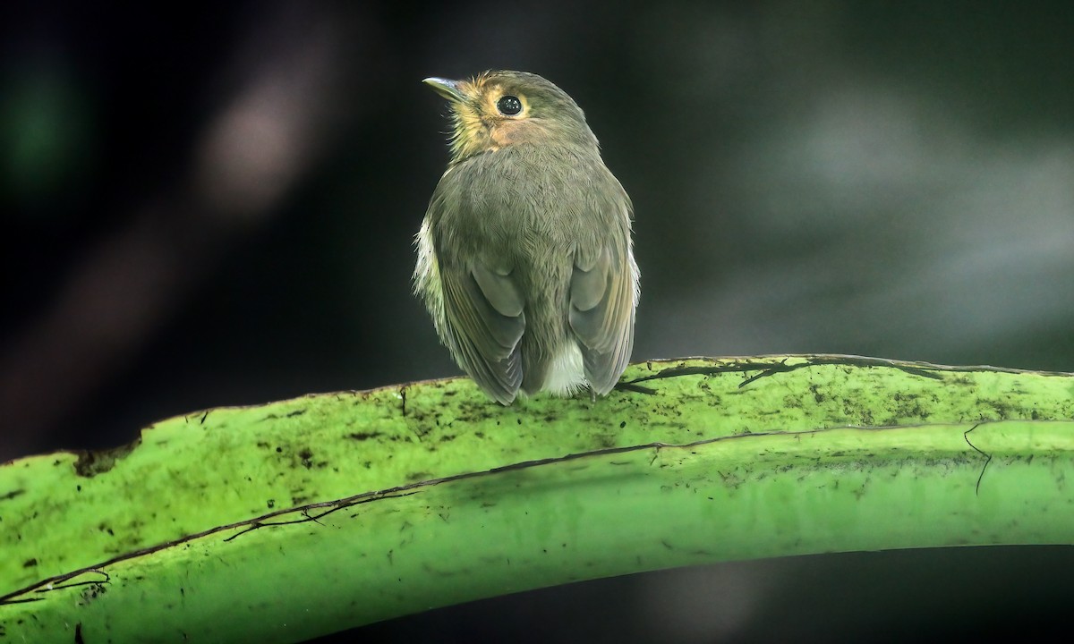 Ochre-breasted Antpitta - ML219552741