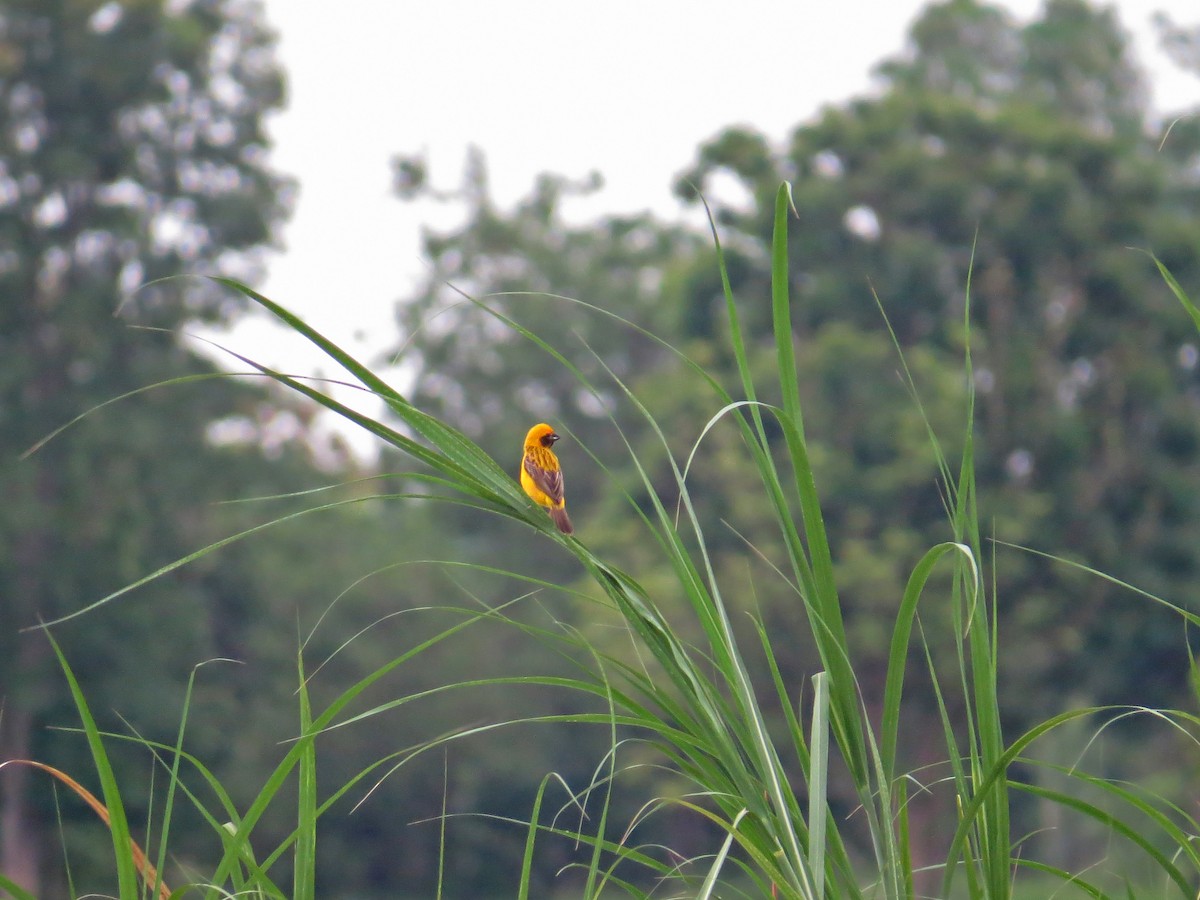 Asian Golden Weaver - ML219556101