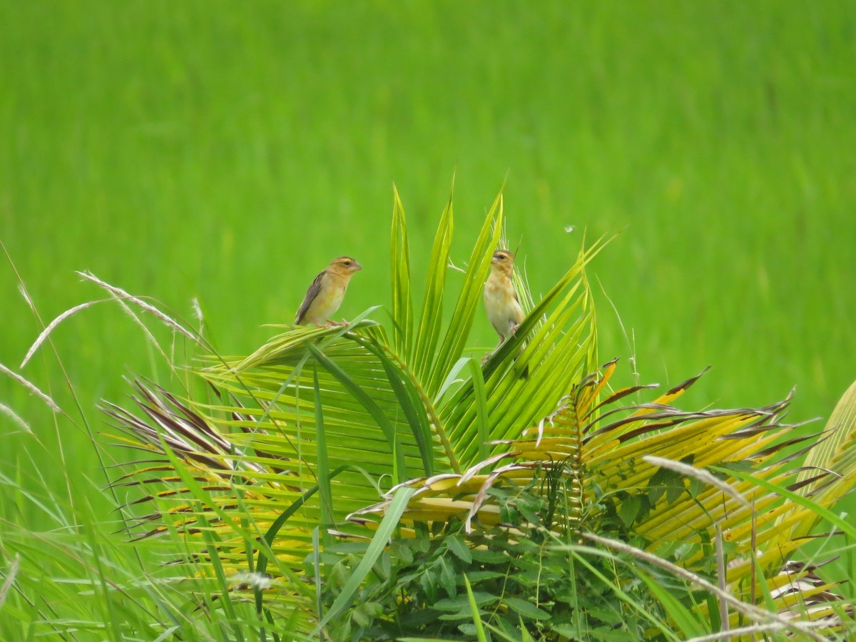 Asian Golden Weaver - ML219556111