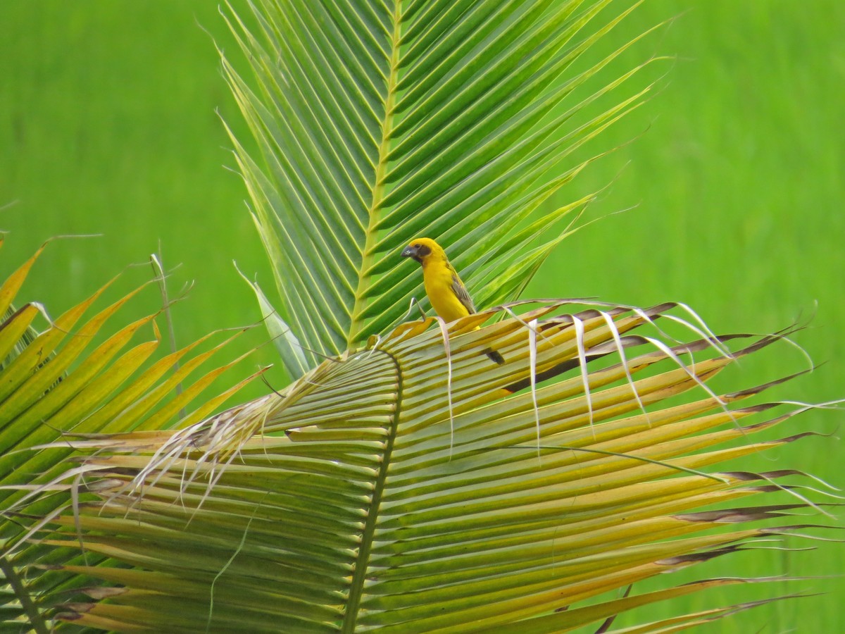 Asian Golden Weaver - ML219556131