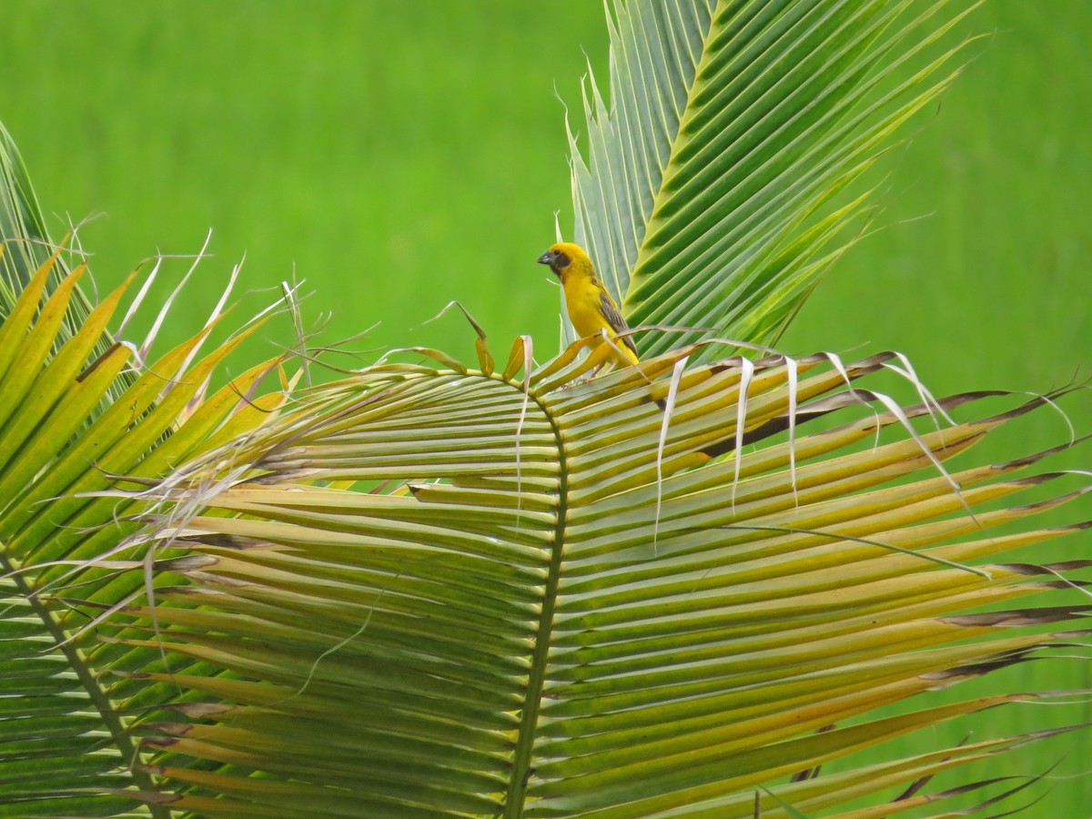 Asian Golden Weaver - ML219556141