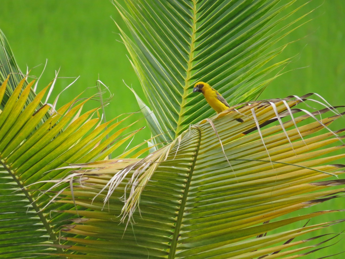 Asian Golden Weaver - ML219556161