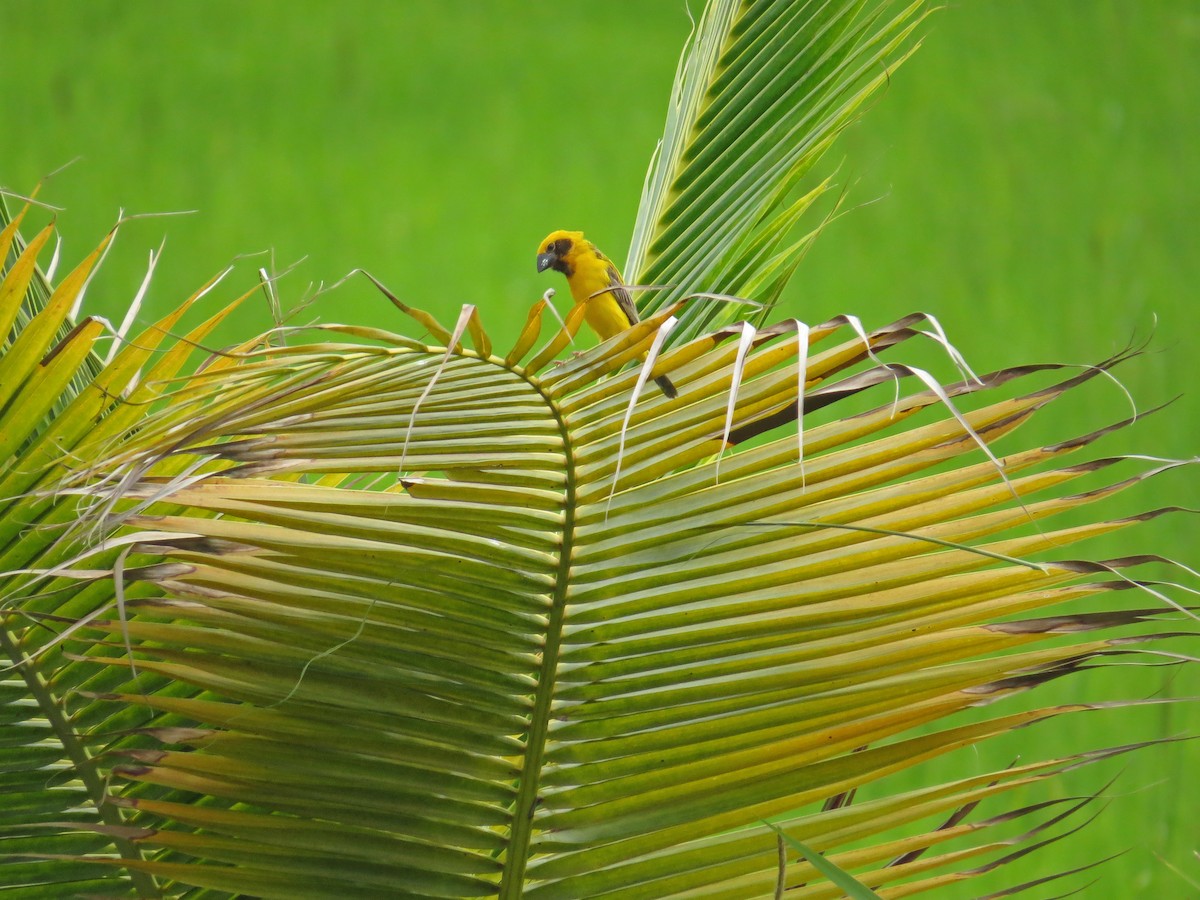 Asian Golden Weaver - ML219556171