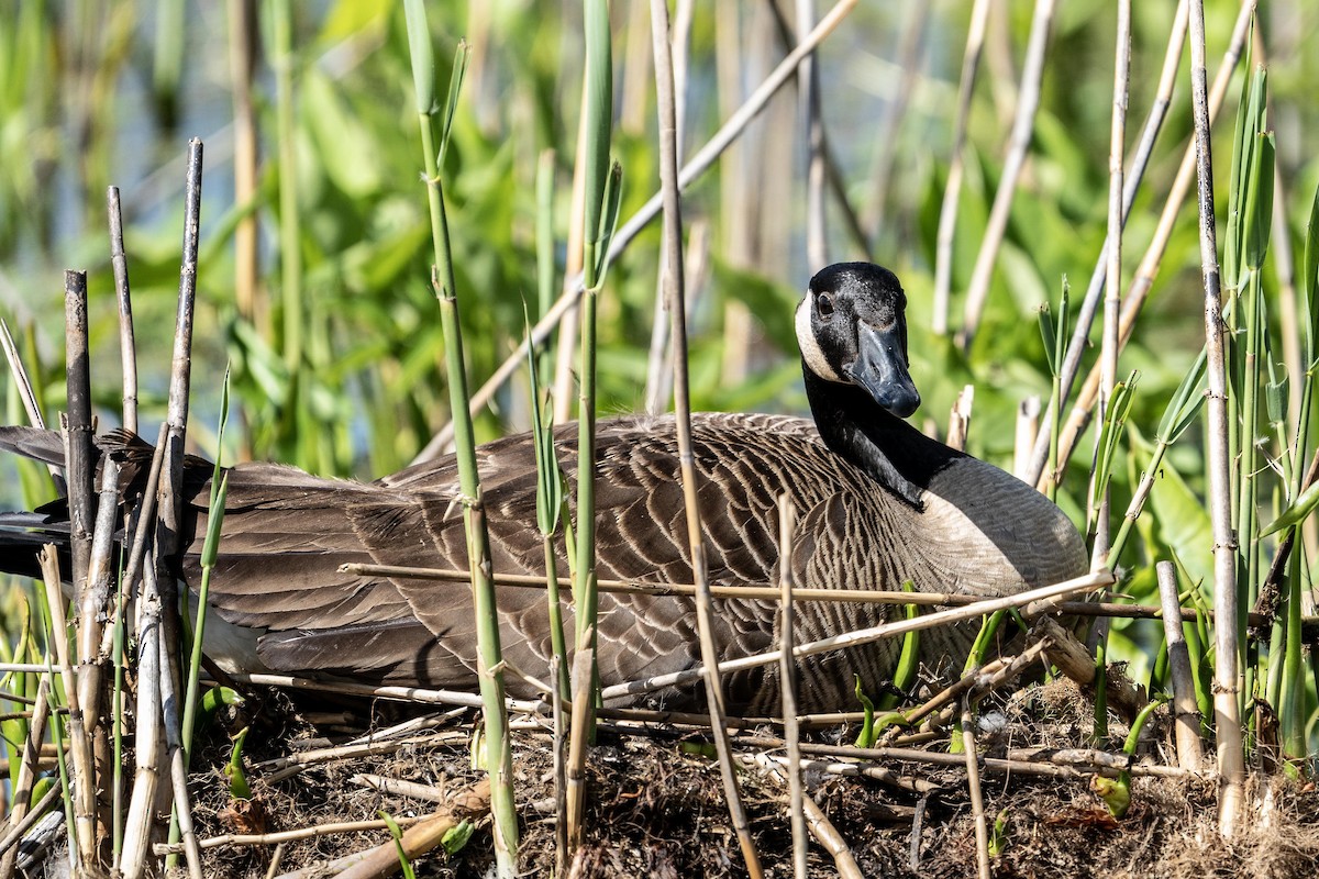 Canada Goose - ML219556511