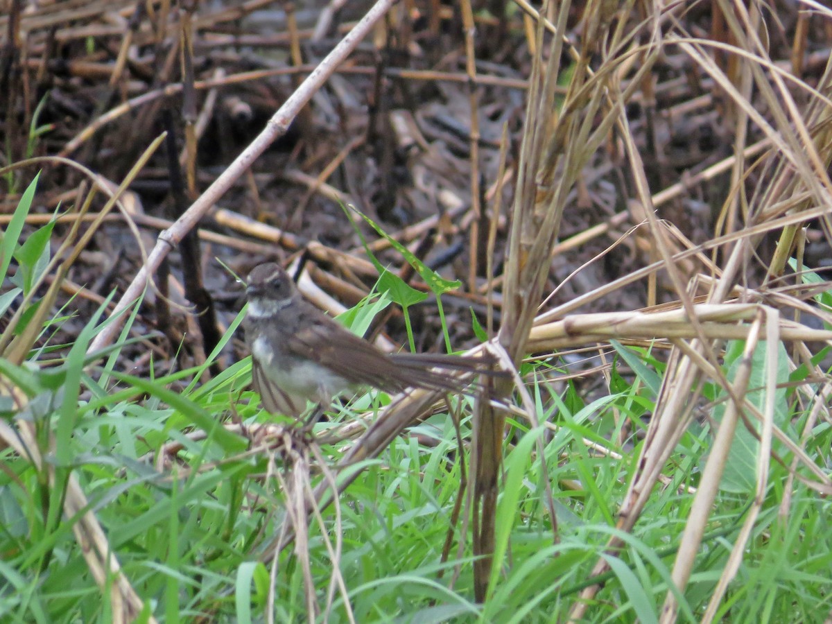 Malaysian Pied-Fantail - ML219556531