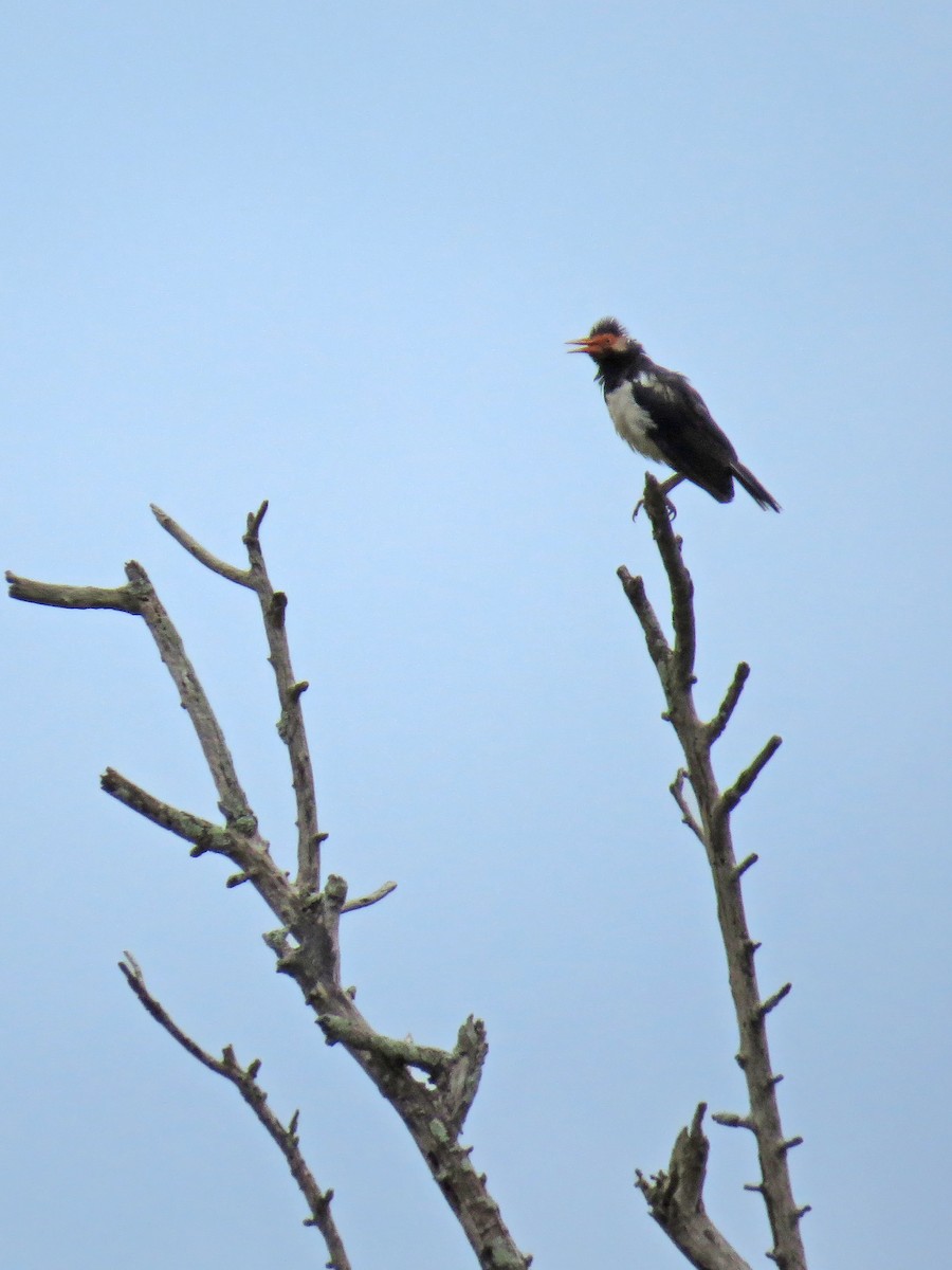 Siamese Pied Starling - ML219556591