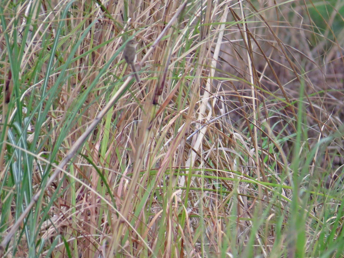 Plain Prinia - ML219556811