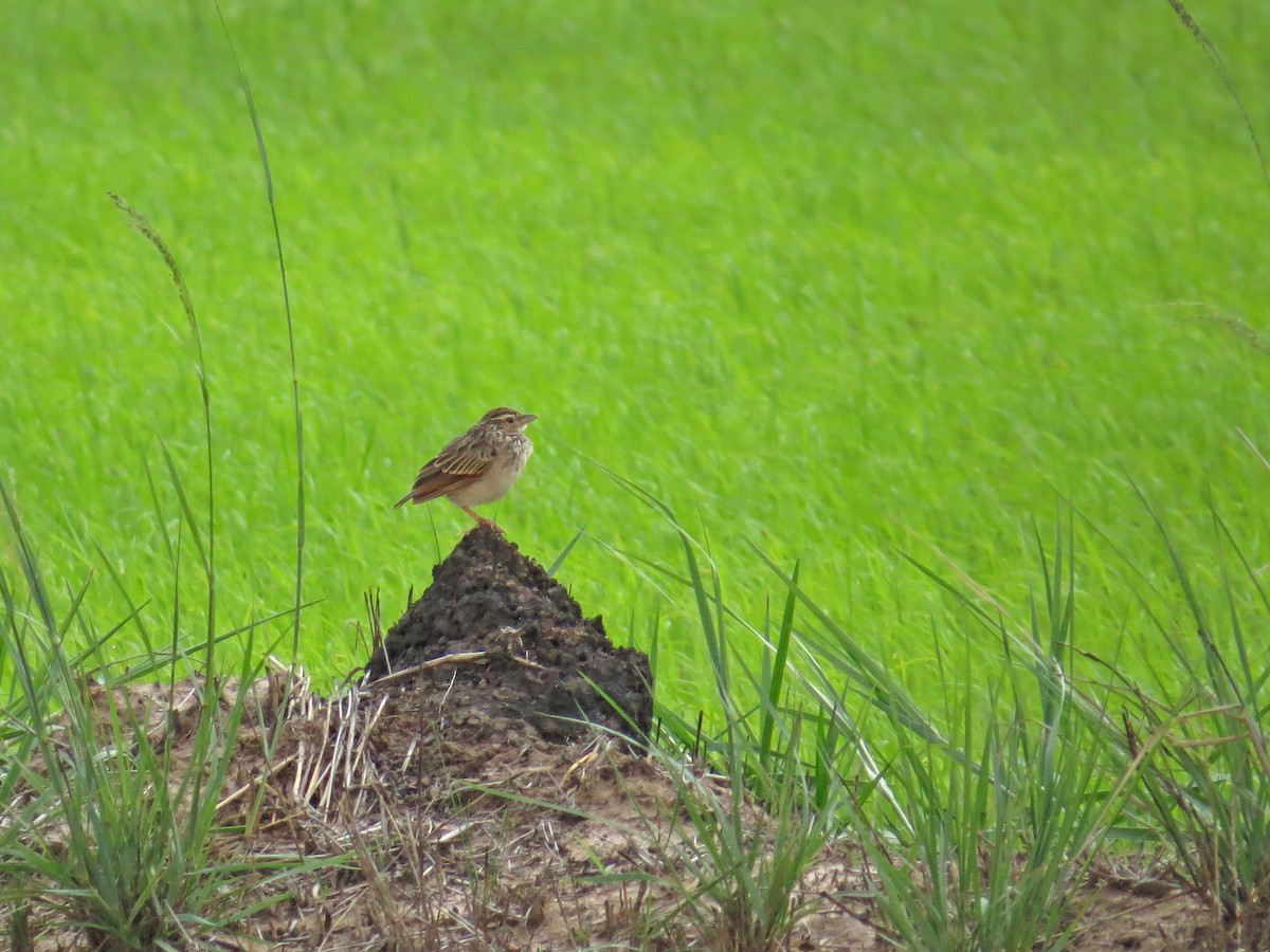 Indochinese Bushlark - ML219557081