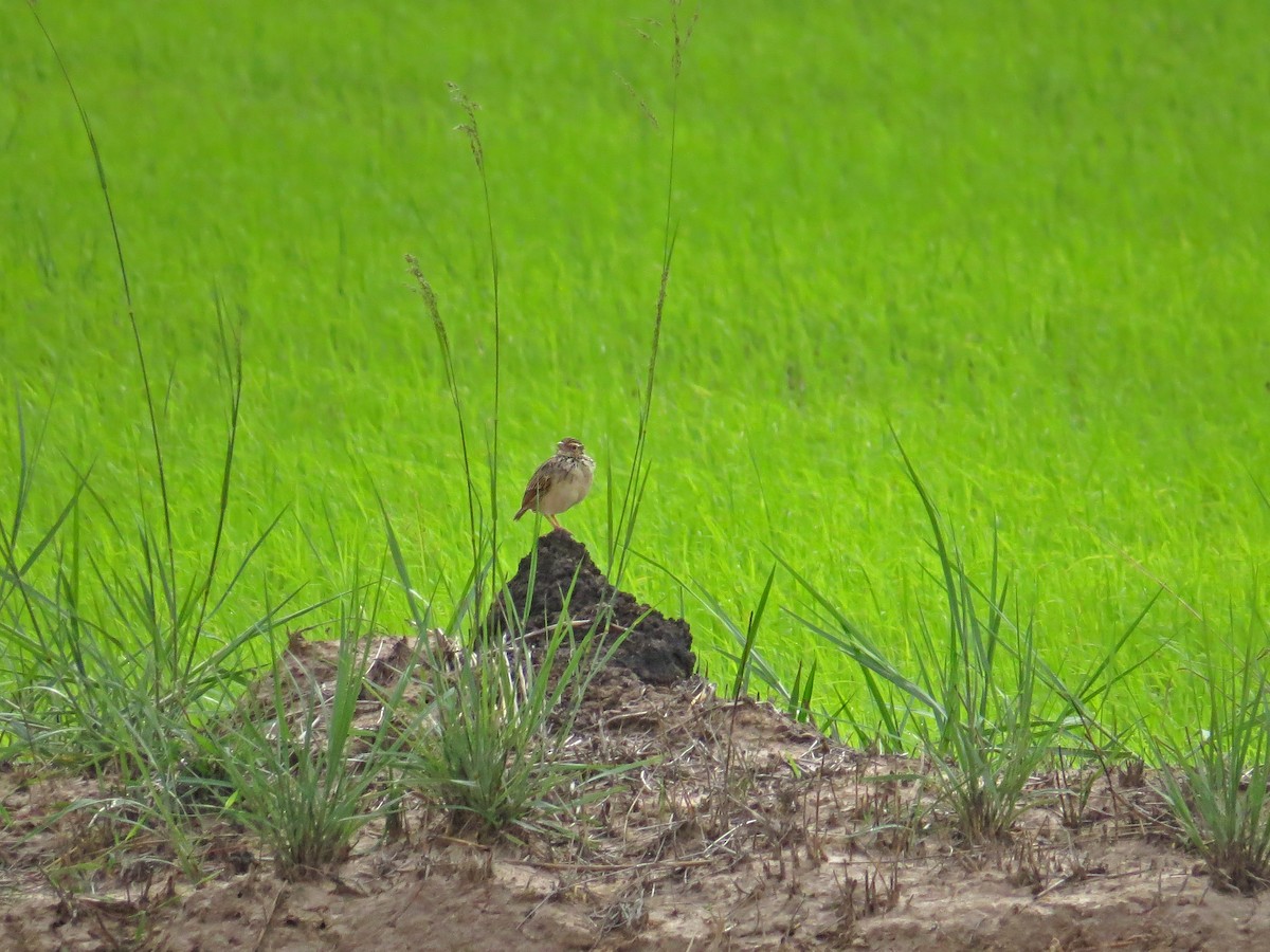 Indochinese Bushlark - ML219557091