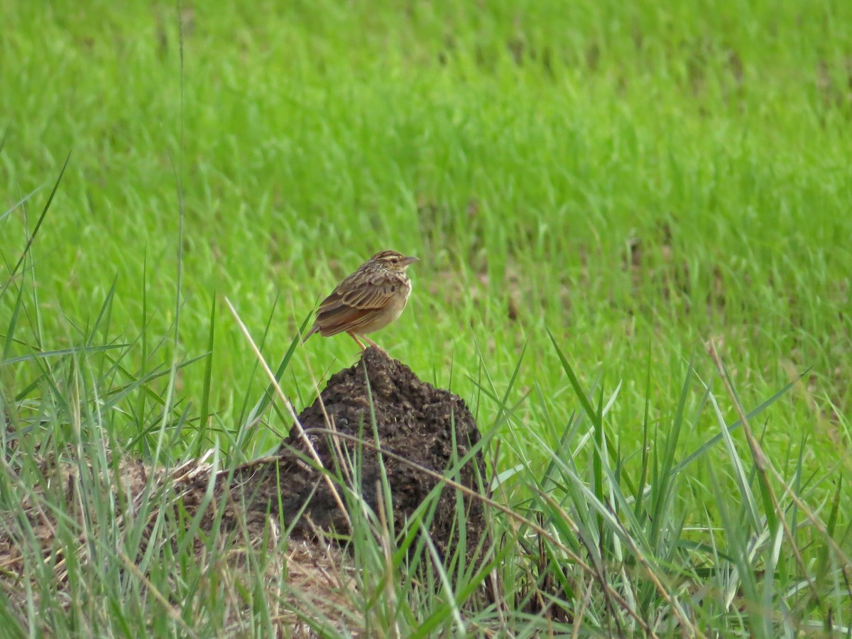 Indochinese Bushlark - ML219557111