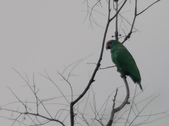 Red-browed Parrot - ML219557141
