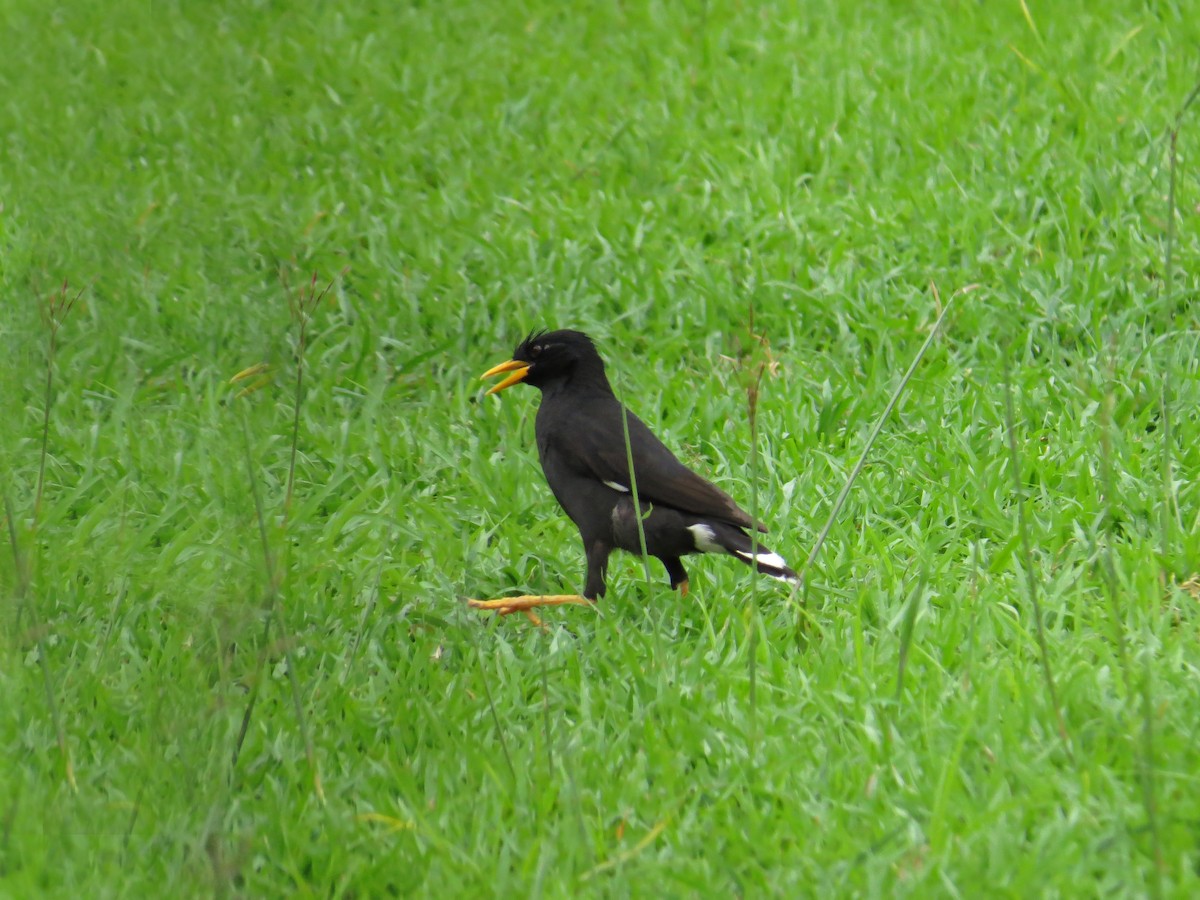 Great Myna - ML219557191
