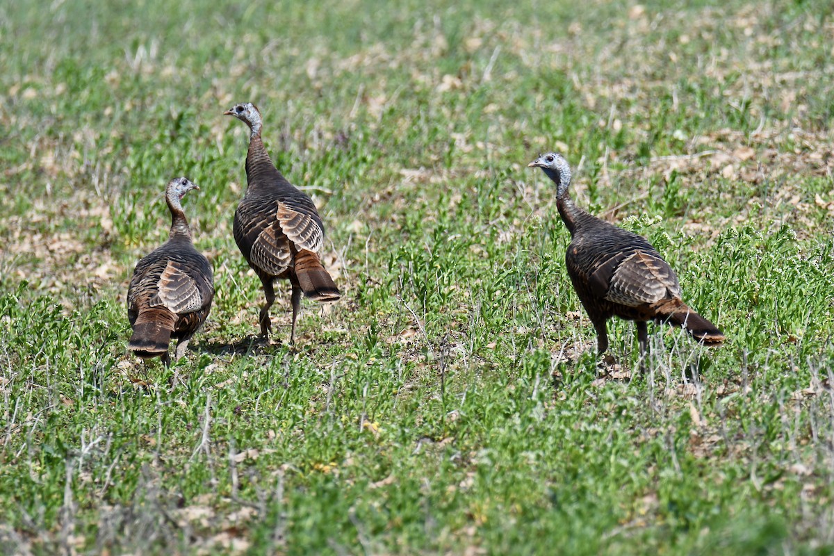 Wild Turkey - ML219557261