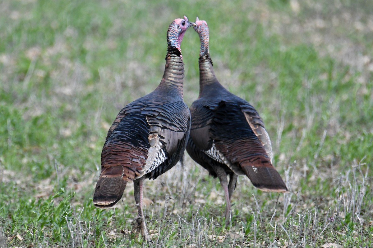 Wild Turkey - ML219557391