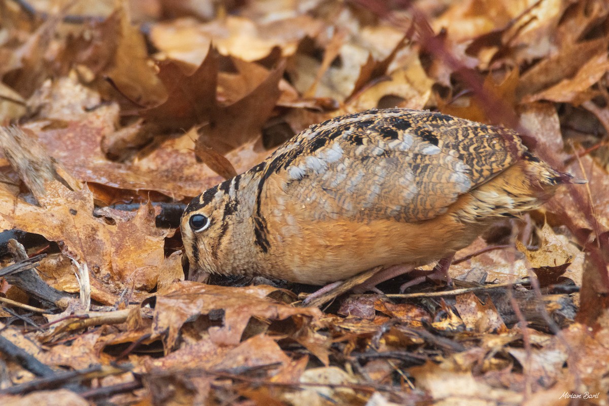 American Woodcock - ML219557671