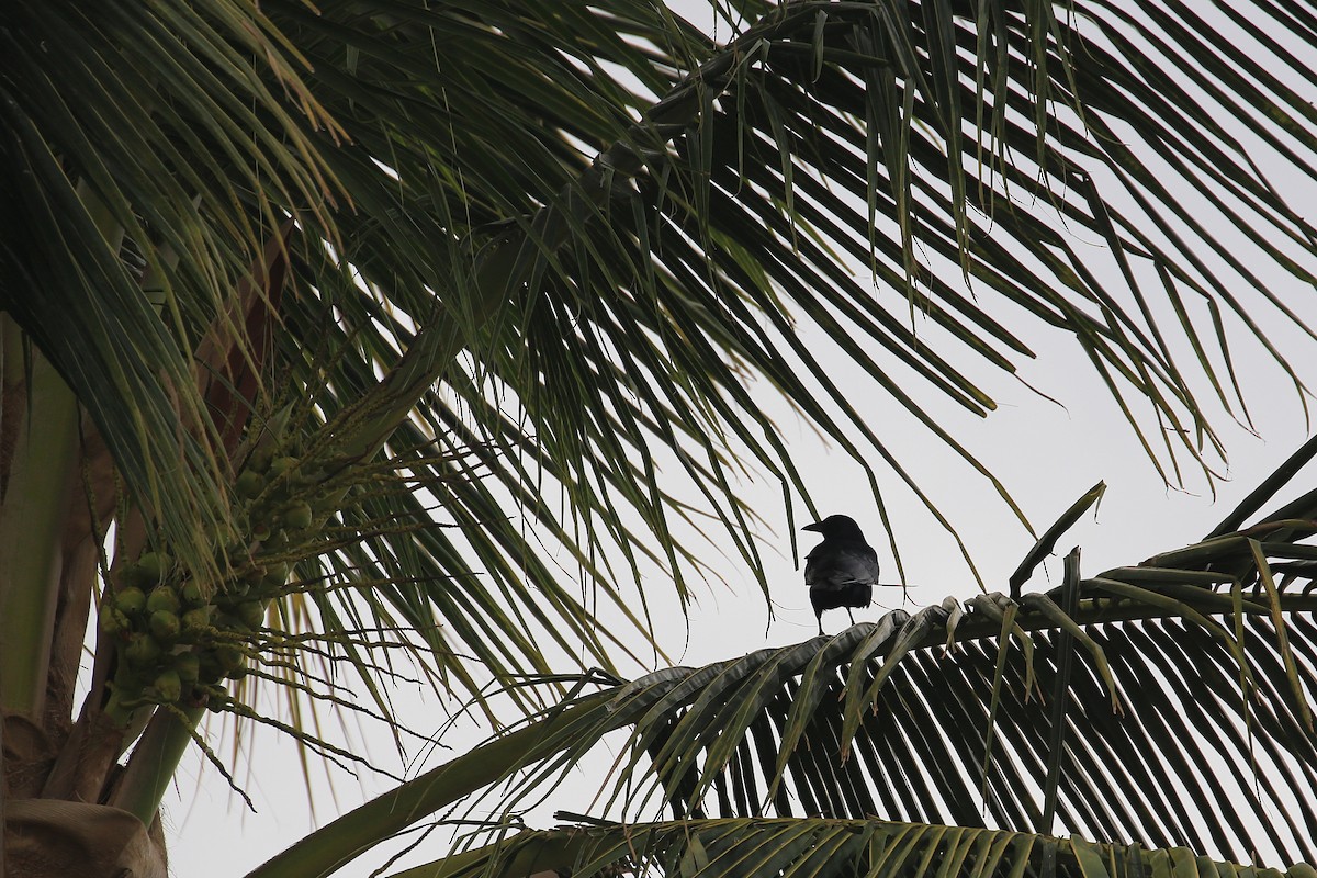 Sinaloa Crow - Tim Lenz