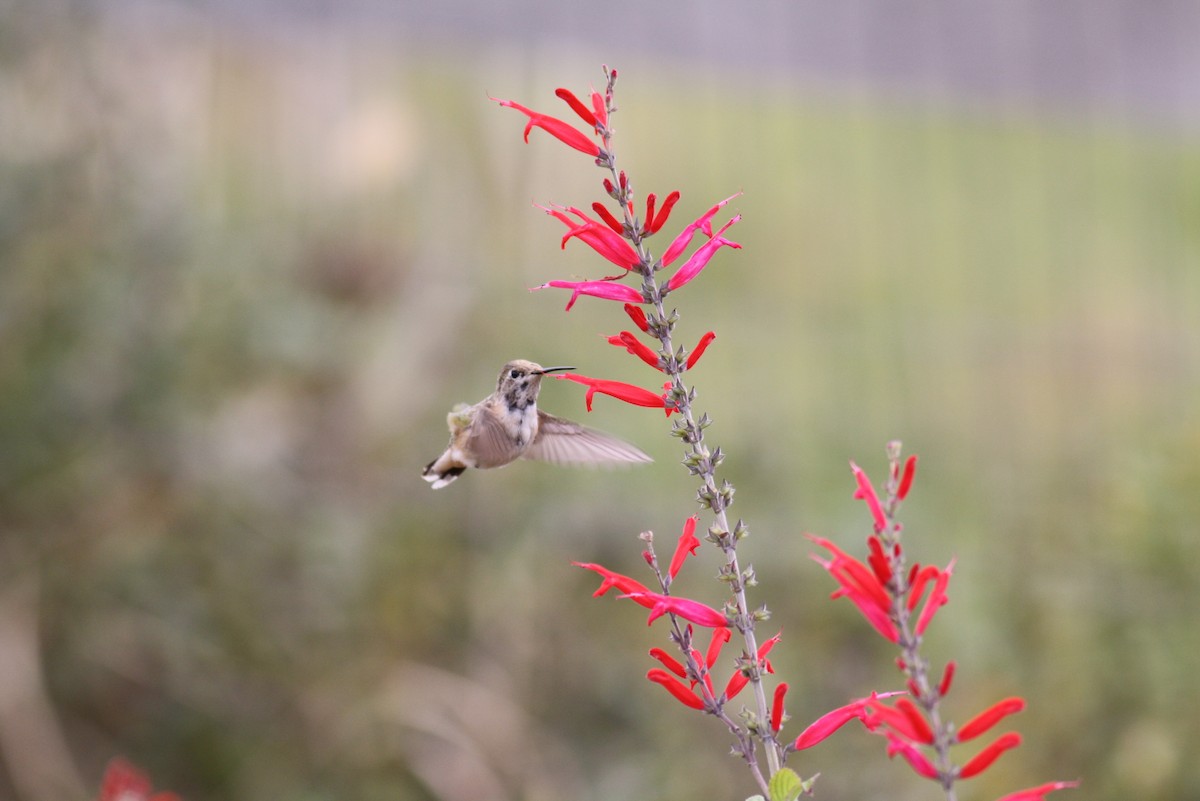 Calliope Hummingbird - ML219560071