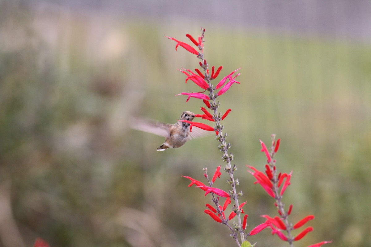 Calliope Hummingbird - ML219560081