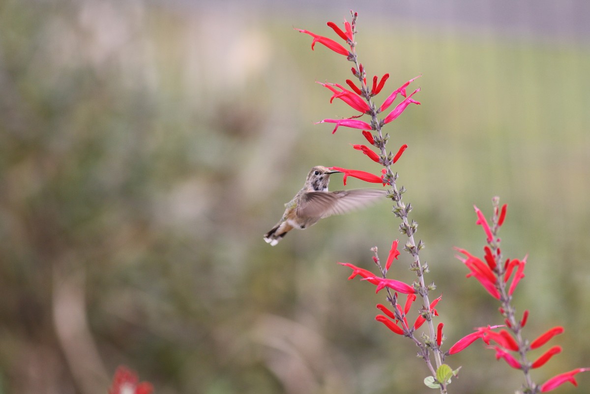 Calliope Hummingbird - ML219560101