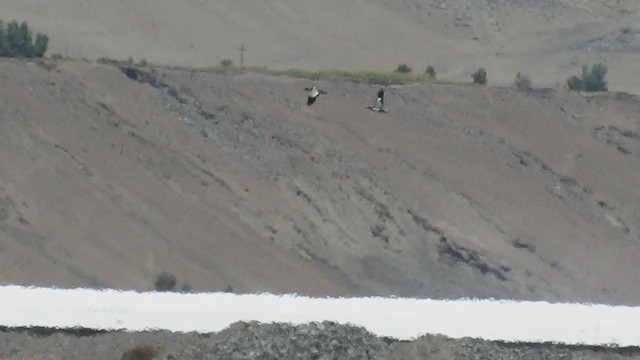 Black-faced Ibis - ML219560931